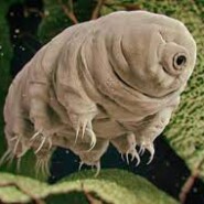 Hackers visando instalações de biomanufatura com malware Tardigrade